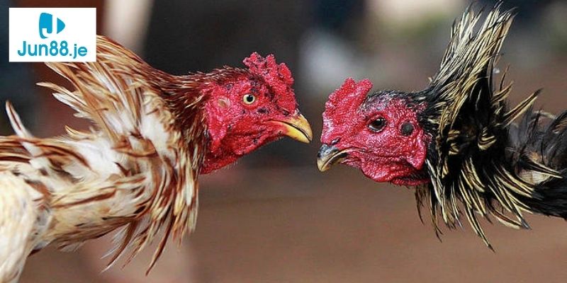 Mẫu thông tin đăng ký tài khoản đá gà JUN88