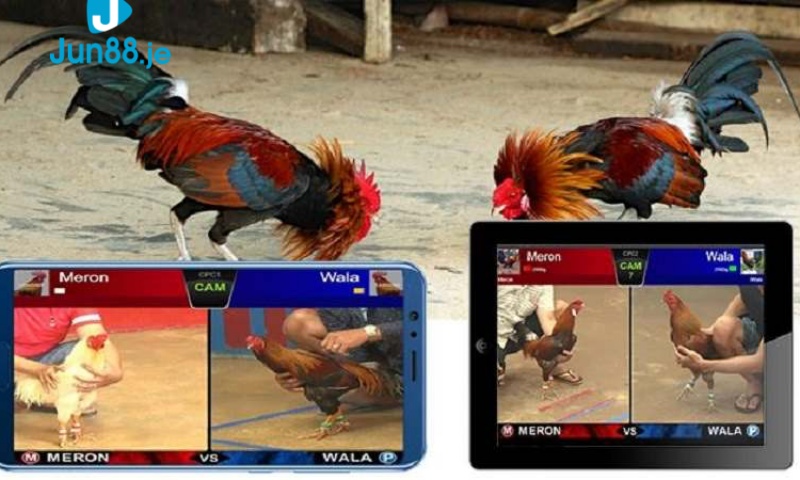 Tìm hiểu chi tiết về nguồn gốc đá gà bình định