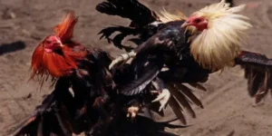 đá gà trực tiếp bên Thomo