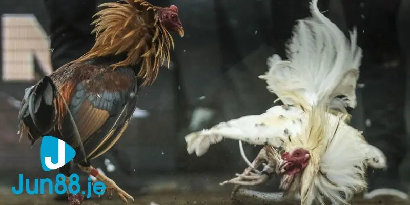 Đa dạng kèo cược đá gà