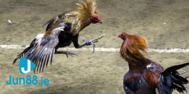 Bước 5: Theo dõi kết quả