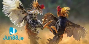 Giới thiệu về trực tiếp đá gà C3